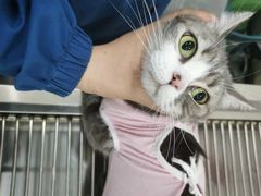 -佳怡动物医院·平价24小时·猫专科骨外科