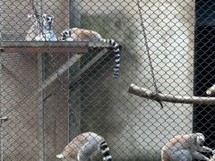 -合肥野生动物园