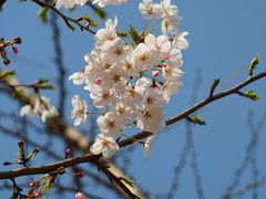 -顾村公园