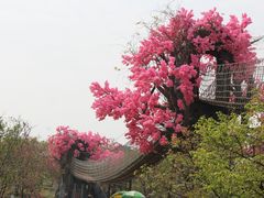 -天适樱花悠乐园