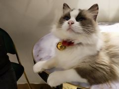 -喵喵咪呀布偶猫咖(春熙路店)