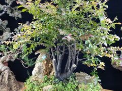 -香阁餐厅·常州菜·常州菜代表品牌(新北奥体店)
