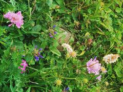 -白草畔自然风景区