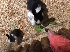 -绿色星球动物主题公园
