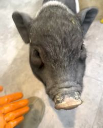 -神奇动物撸宠馆·羊驼·小浣熊·异宠(豫园店)