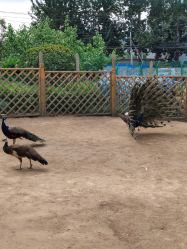 -萌宠亲子动物乐园(槐房万达店)