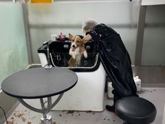 -柚子宠物(伊珊娜调理店)