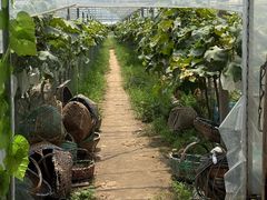 -马陆小张葡萄园农家乐