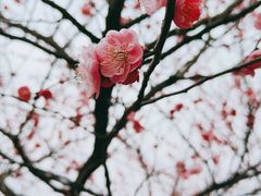 -香雪海