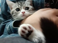 -lincat·猫舍(广州店)