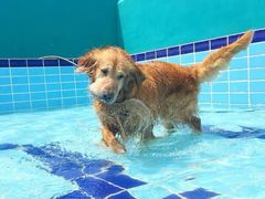 -趣玩宠物乐园寄养训犬训狗游泳池