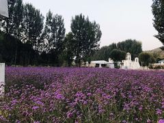 -紫海香堤香草艺术庄园