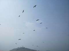 -长岛万鸟岛