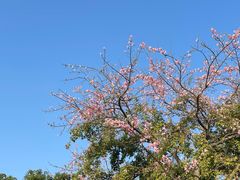 -大屏嶂森林公园
