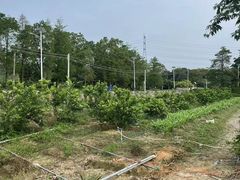 -荔枝红五号农庄