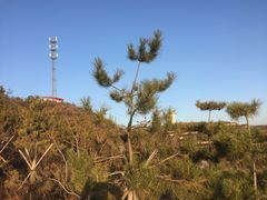 -五龙城郊森林公园