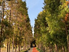 -上海长兴岛郊野公园