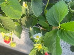 -海底捞火锅(王府井店)