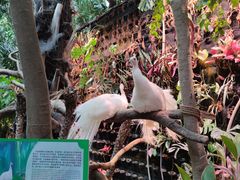 -正佳雨林生态植物园