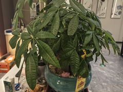 -沁耳阁躺式采耳SPA馆(宝安南路店)