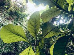-呀路古热带植物园