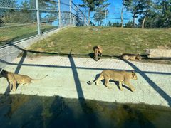 -西霞口神雕山野生动物世界