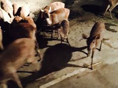 -清迈夜间动物园