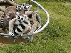 -西霞口神雕山野生动物世界