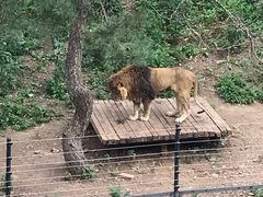 -大连森林动物园