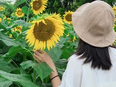 -广东花都香草世界旅游度假区