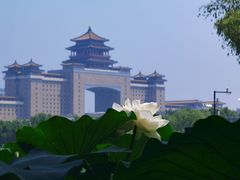 -莲花池公园