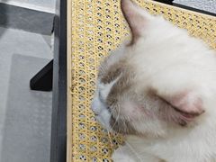 -琪喵猫屋·撸猫猫咖·猫舍