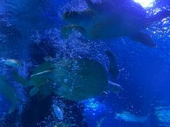 -太平洋海底世界