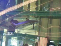 -上海市格致初级中学