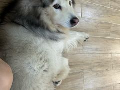 -李小姐の猫咖啡馆(五角场店)