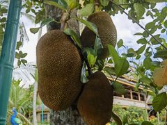 -西双版纳傣族园