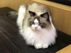 -滚猫咖啡·猫咖·猫友好撸猫(未来城店)