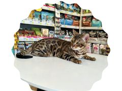 -我爱吾宠宠物美容院(朝阳路店)
