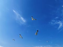 -海驴岛(荣成市)