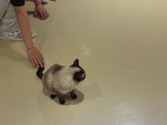 -藏猫猫咖啡主题馆(中央大道店)