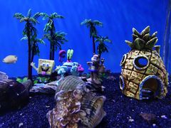 -芜湖新华联大白鲸海洋公园