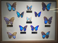 -上海昆虫博物馆