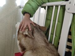 -Husky Go! 哈士奇体验馆·宠物咖啡厅狗咖