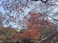 -秋霞圃
