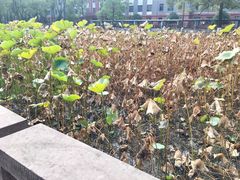 -四川大学(望江校区)