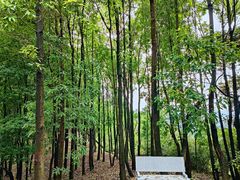 -黄埔油麻山森林公园