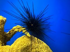 -上海海洋水族馆