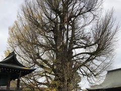 -医王山·飞騨国分寺