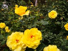 -人民公园(罗湖区)