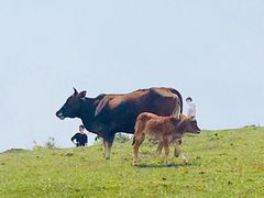 -大姆山草场